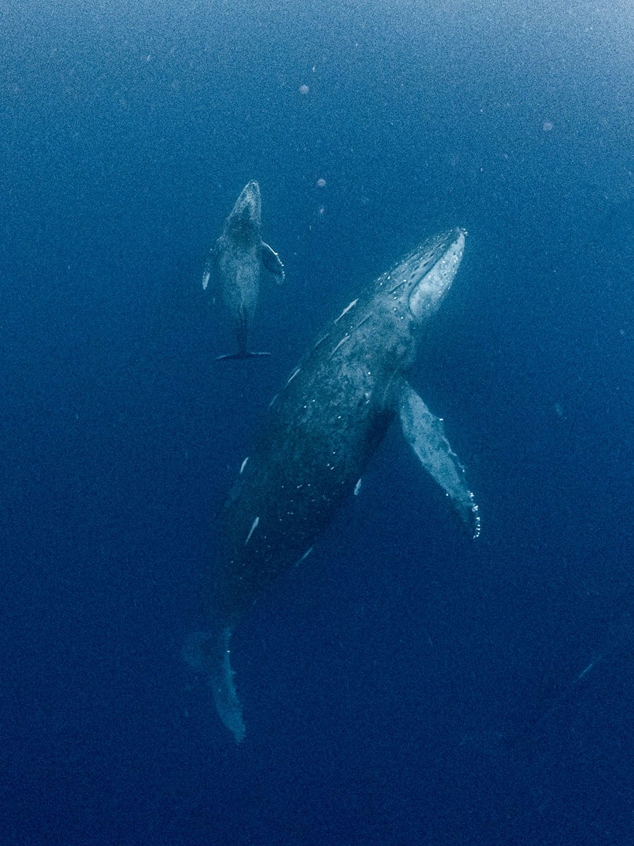 2025沖繩大翅鯨賞鯨攻略：浮潛體驗與行程全指南｜去看大翅鯨一定要會自由潛水嗎？ – 陳子民的海上生活