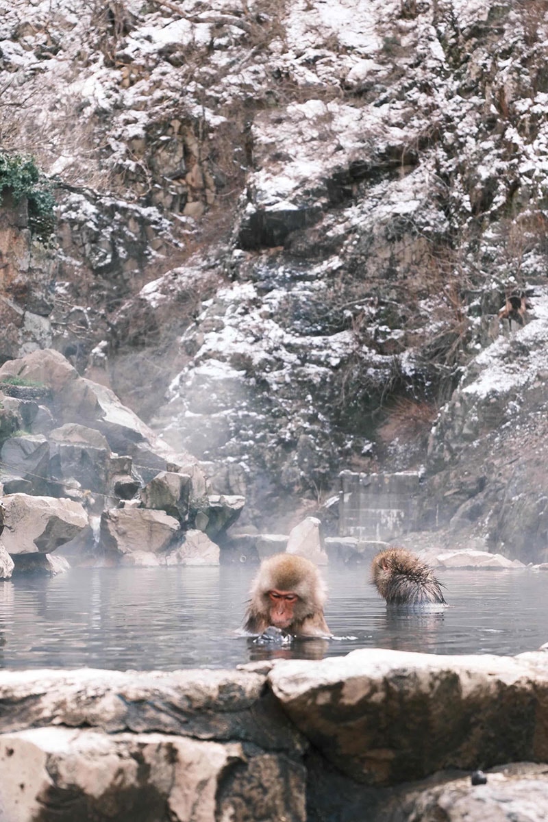 【2026 新潟滑雪】新井樂天度假村 Lotte Arai Resort 全攻略：滑雪、五星級住宿、交通美食，就找美黛子遊日本
