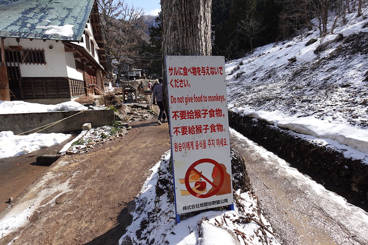 【2026 新潟滑雪】新井樂天度假村 Lotte Arai Resort 全攻略：滑雪、五星級住宿、交通美食，就找美黛子遊日本